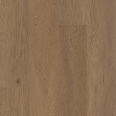 VV491-04040 - San Marino Elm
