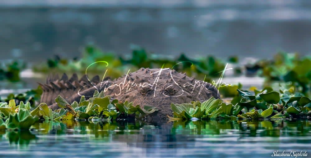 A mugger crocodile among water lettuce