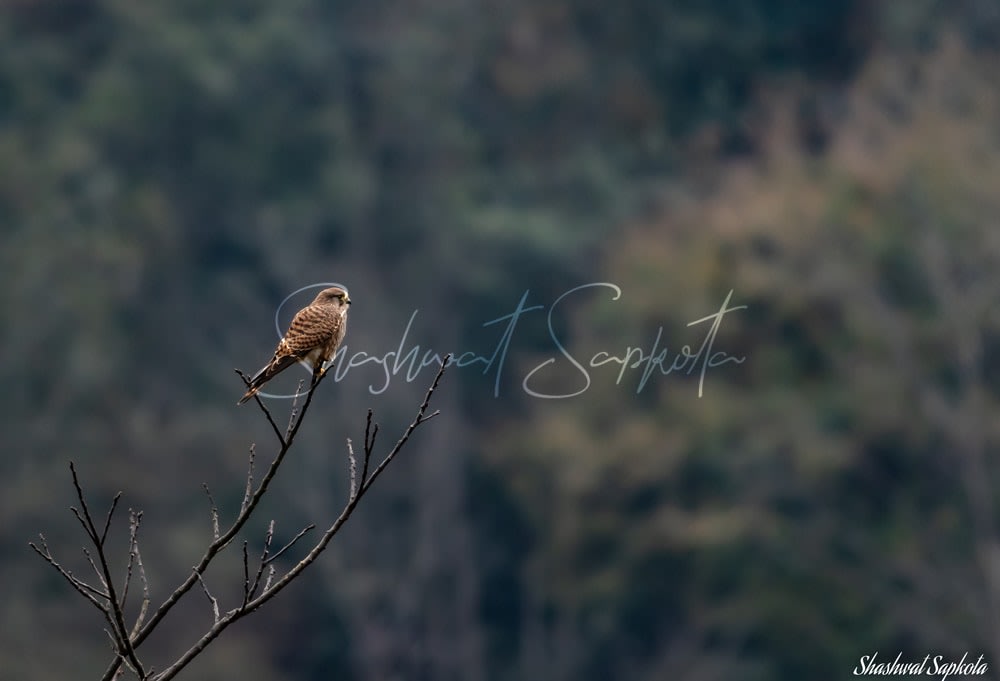 Common Kestrel, Kathmandu Valley