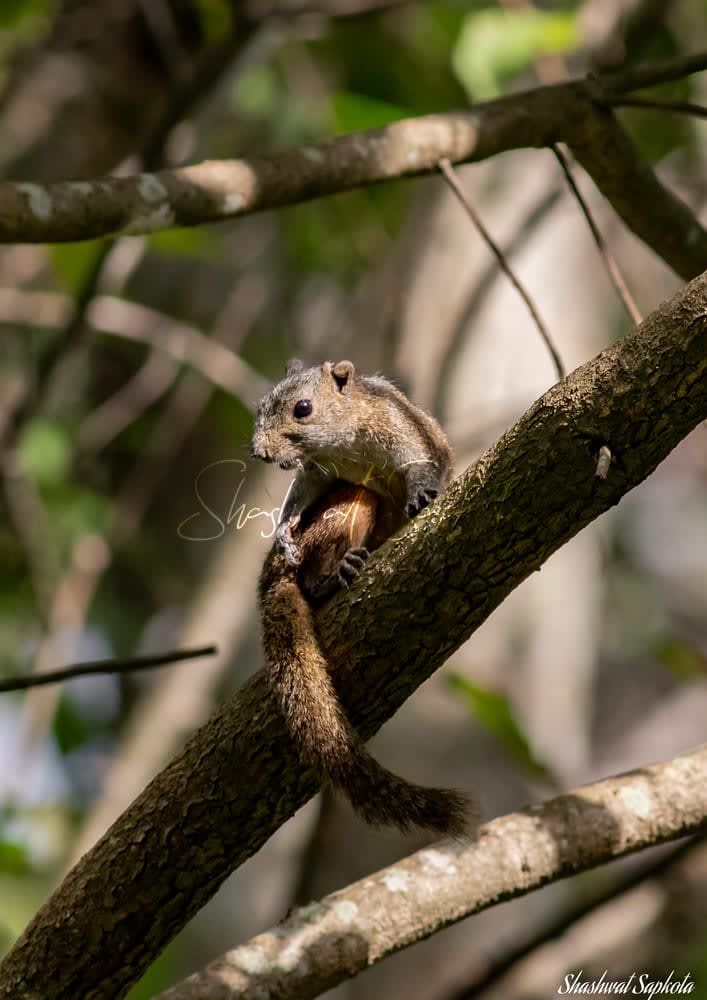 Orange-bellied Himalayan Squirrel, Kathmandu Valley