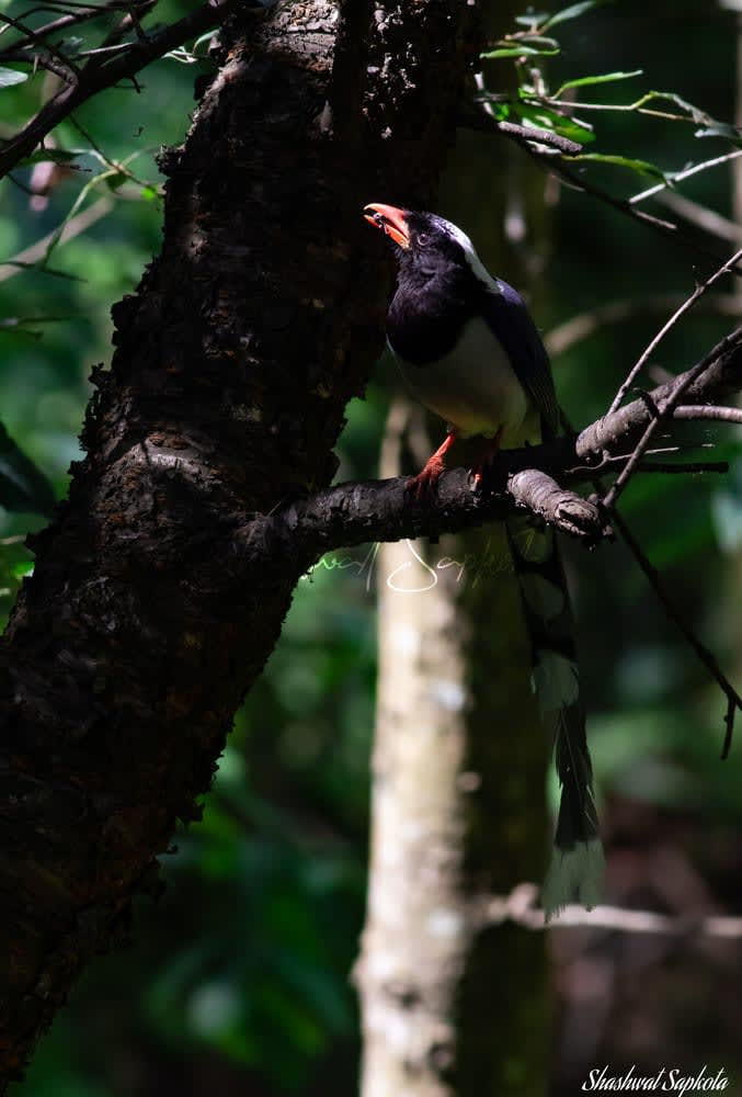 Red-billed Blue Magpie, Kathmandu Valley