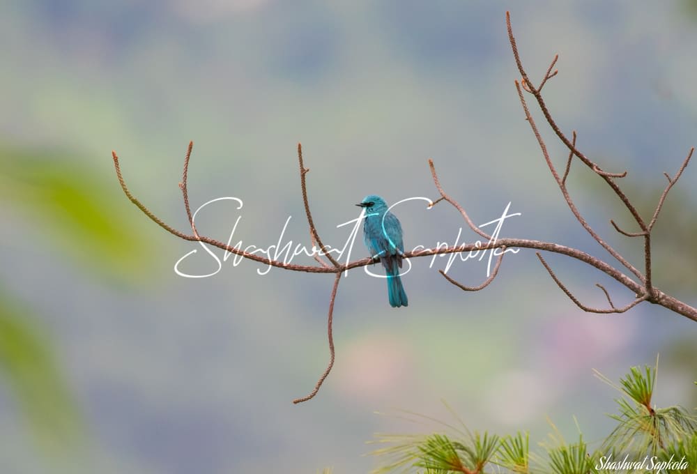 Verditer Flycatcher, Shivapuri, Kathmandu