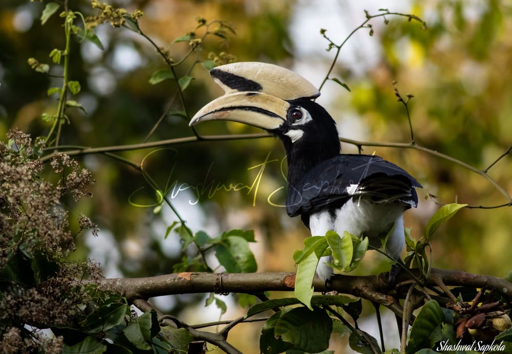 Oriental Pied Hornbill, Chitwan National Park