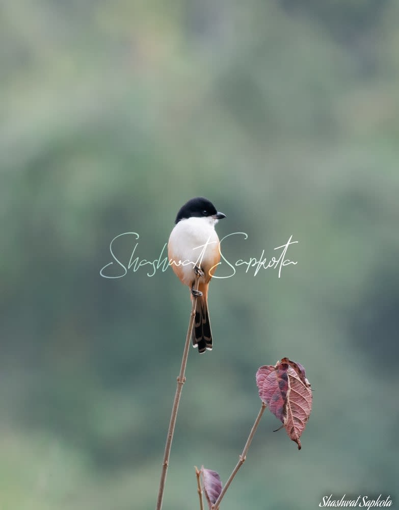 Long-tailed Shrike, Kathmandu Valley