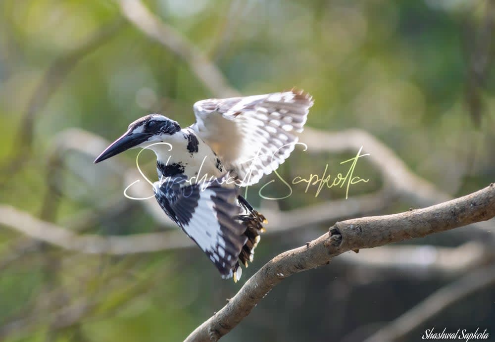 Pied Kingfisher, Chitwan National Park