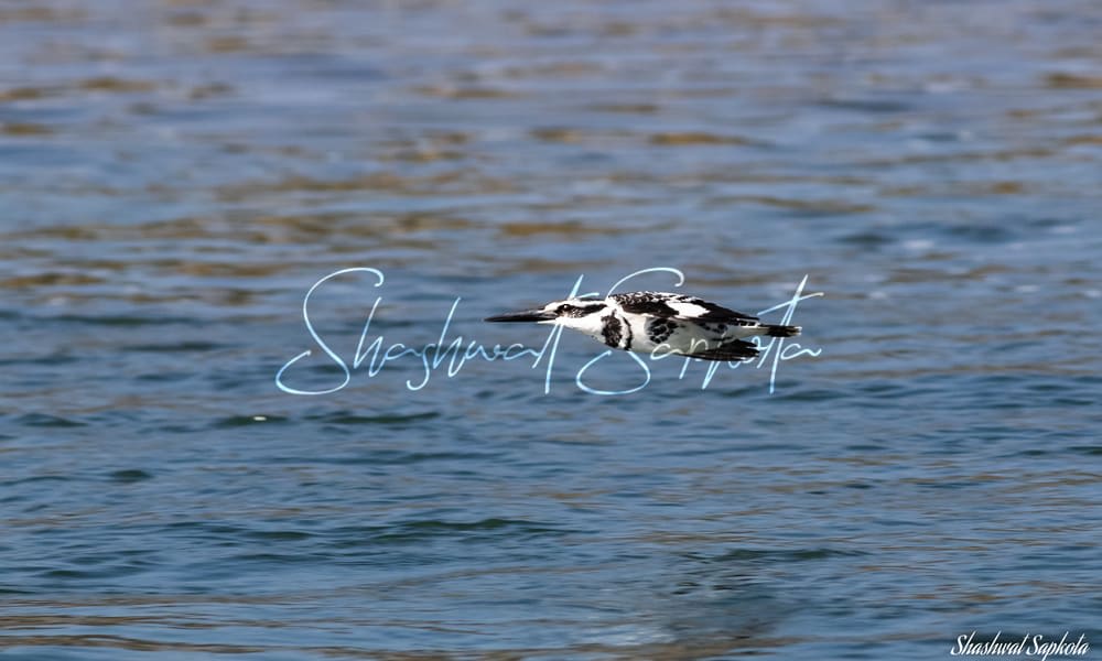 Pied Kingfisher, on the Hunt, Chitwan National Park