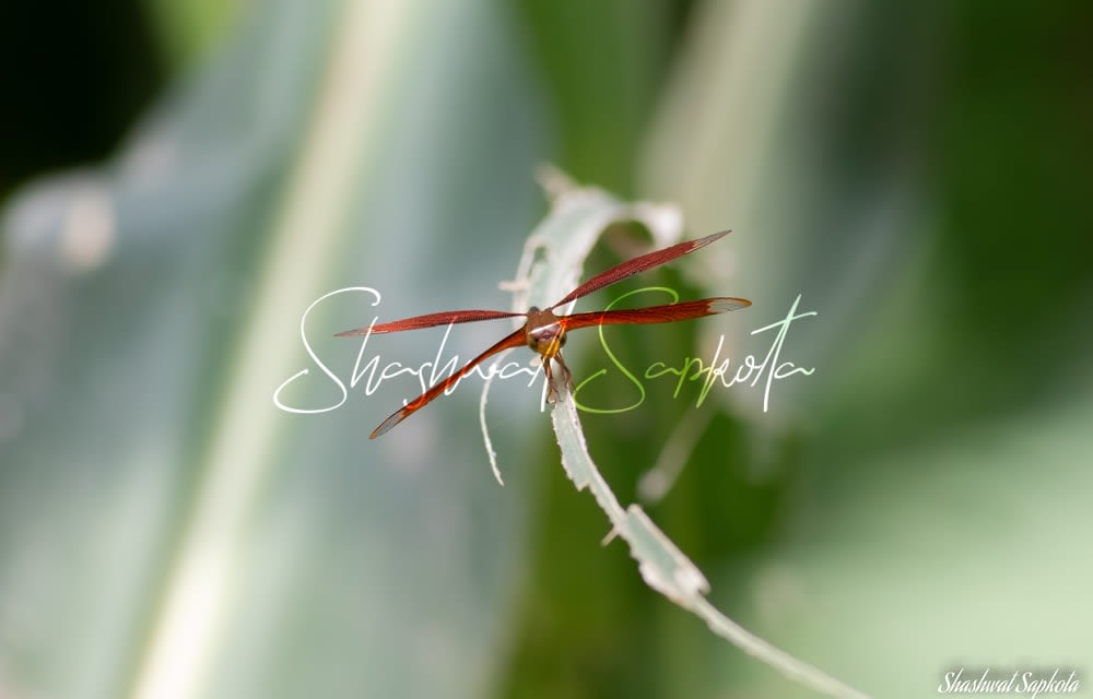 Fulvous Forest Skimmer, Kathmandu Valley