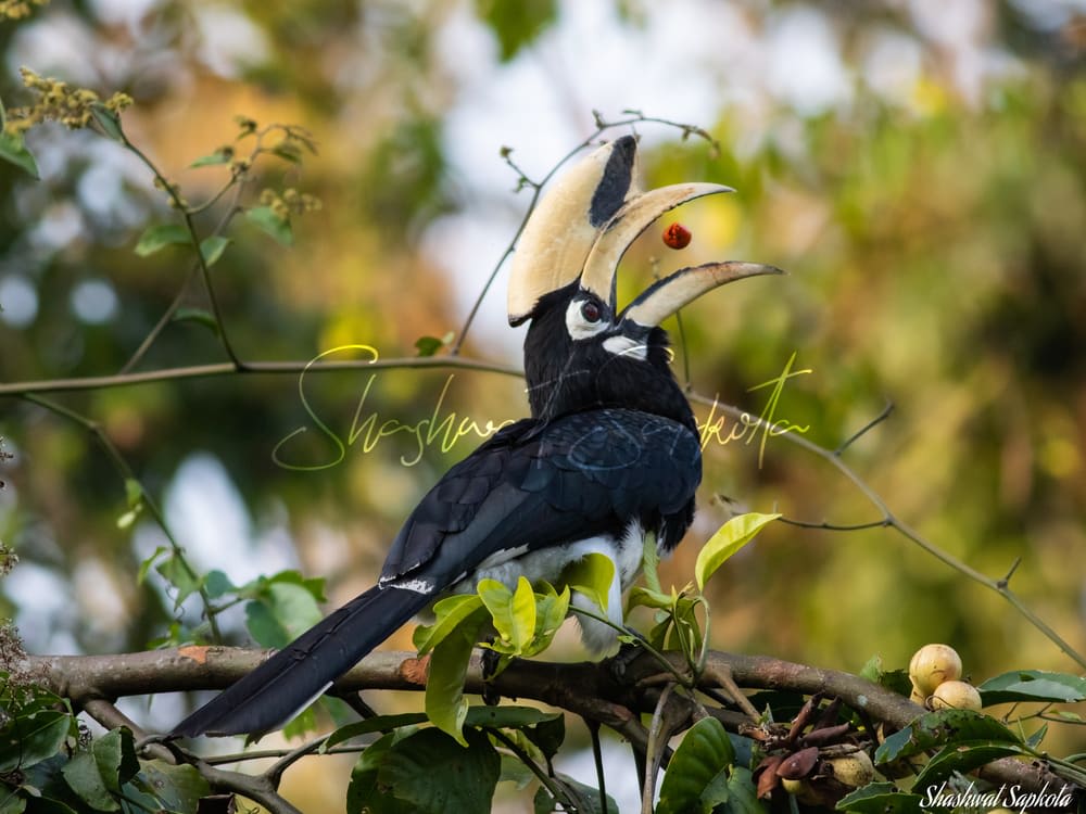 Oriental Pied Hornbill, Chitwan National Park