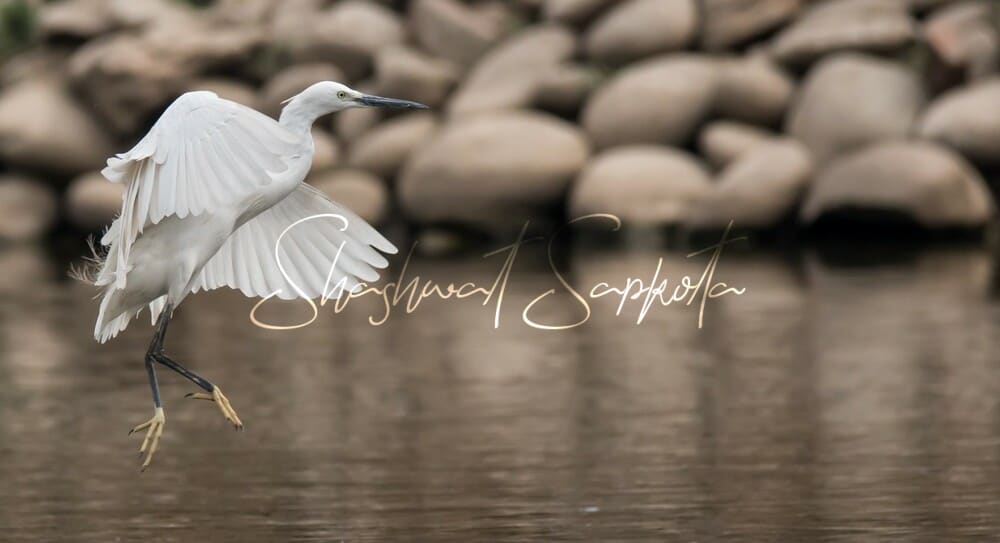 Little Egret, Kathmandu Valley