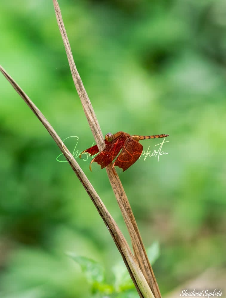 Forest Skimmer, at Rest, Kathmandu Valley
