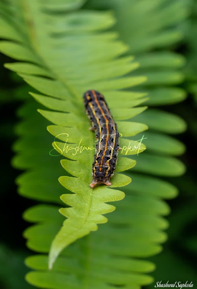 Caterpillar on a Fern, Kathmandu Valley