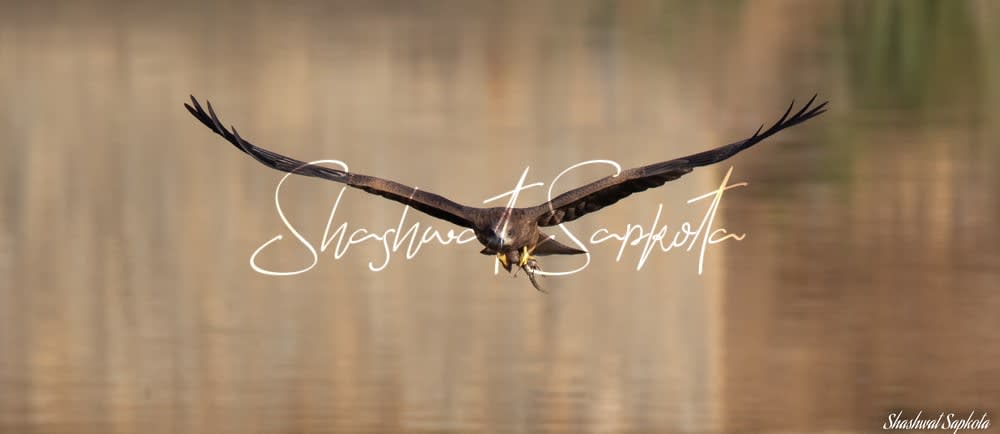 Black Kite, Kathmandu Valley