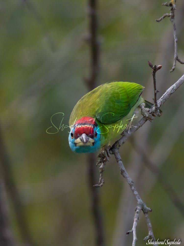 Blue-throated Barbet, Kathmandu Valley
