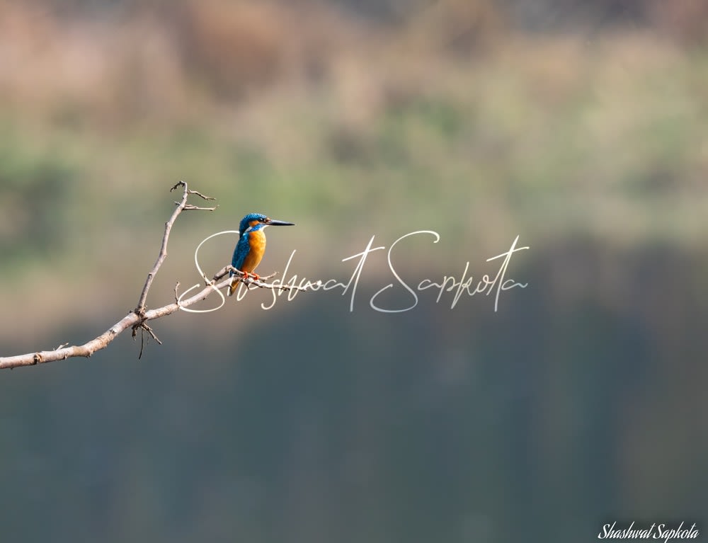 Common Kingfisher, Taudaha, Kathmandu