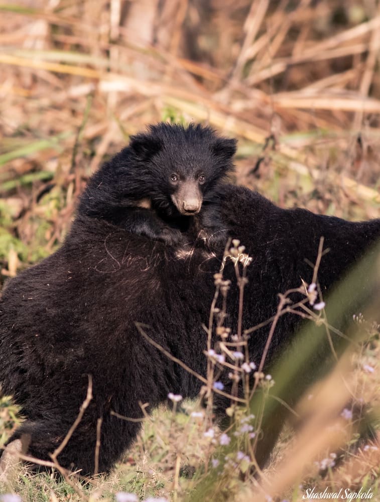 Sloth Bear Cub, Chitwan National Park