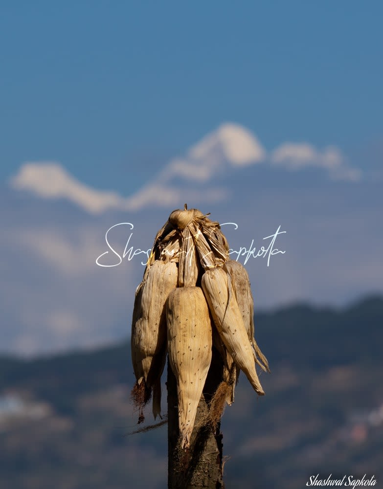 Maize & the Mountains, Kathmandu Valley