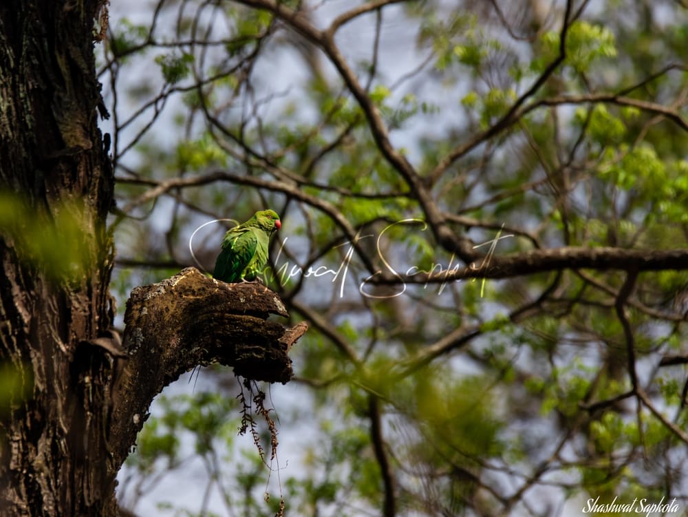 Slaty-headed Parakeet, Kathmandu Valley