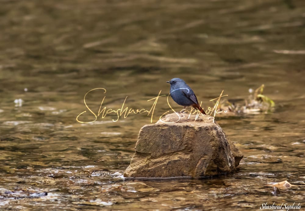 Plumbeous Water Redstart, Kathmandu Valley