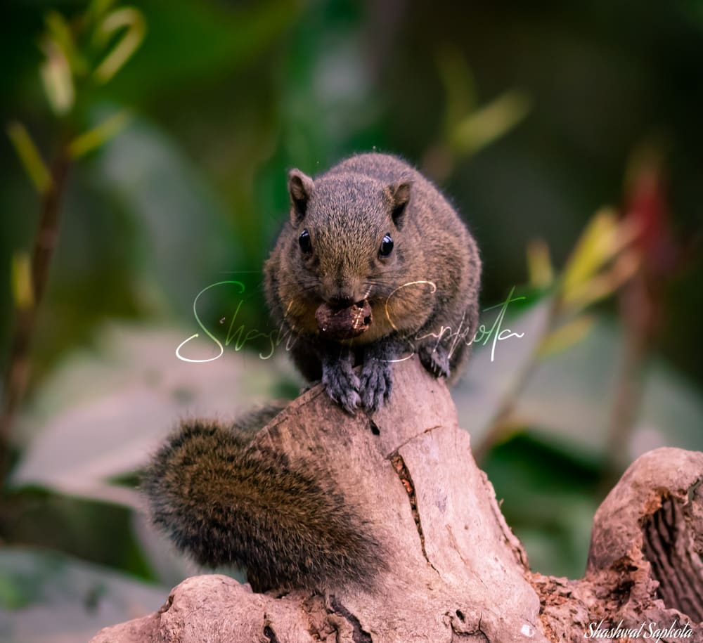 Himalayan Striped Squirrel, Kathmandu Valley