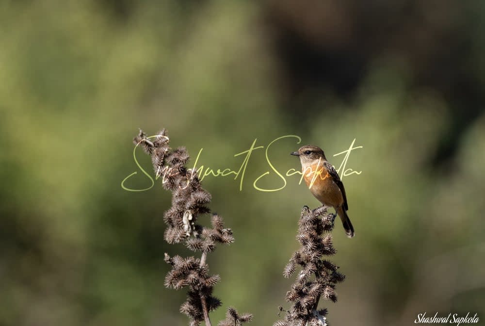 Common Stonechat, Kathmandu Valley