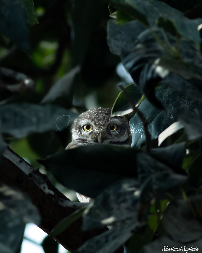 Chasing the Spotted Owlet