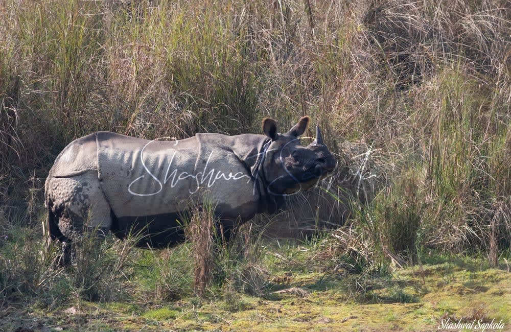 A Morning in Chitwan
