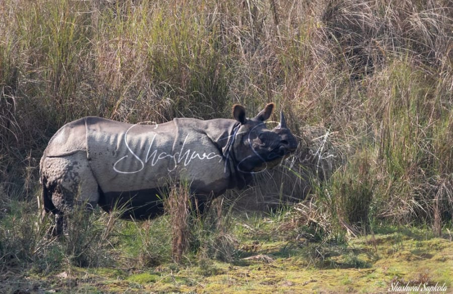A Morning in Chitwan