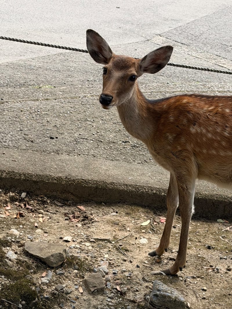 可愛い奈良公園の鹿の画像
