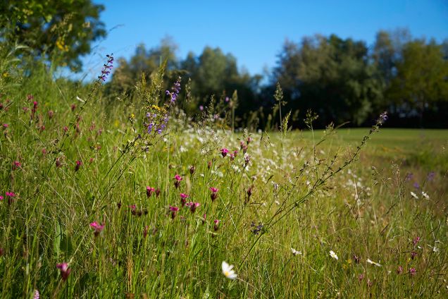 Golf & Natur 21