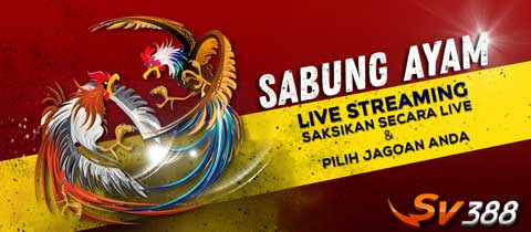 Sv388 Judi Sabung Ayam Online Situs Daftar Sv388 Sabung Ayam 24Jam