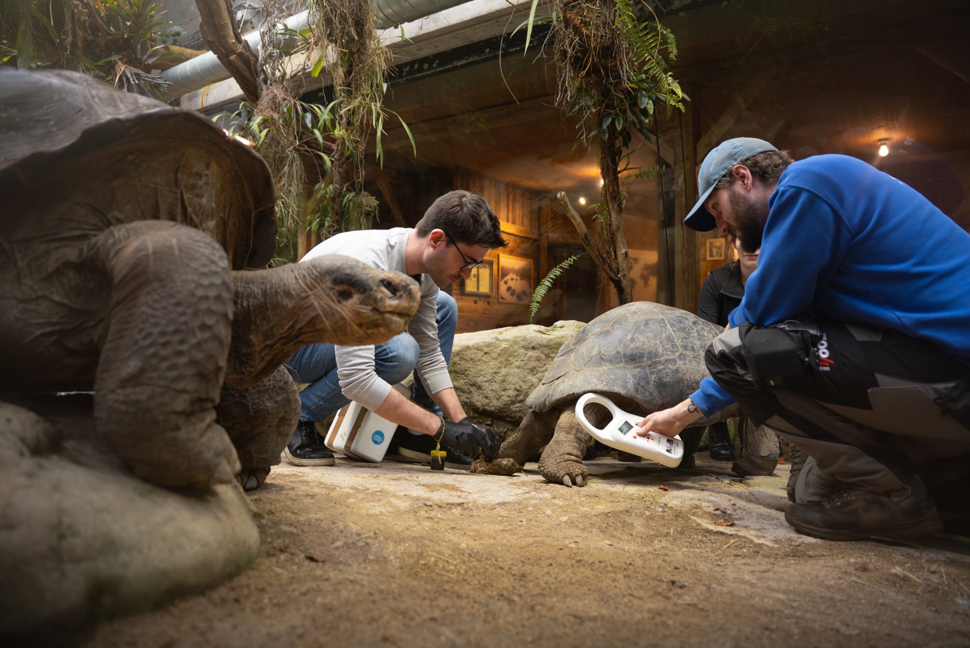 Zwei Männer mit Chip-Lesegerät und zwei Galapagos-Riesenschildkröten