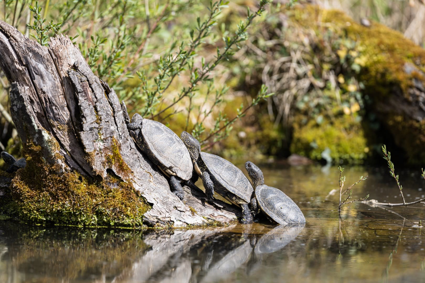 Drei Europäische Sumpfschildkröten sonnen sich in einer Reihe