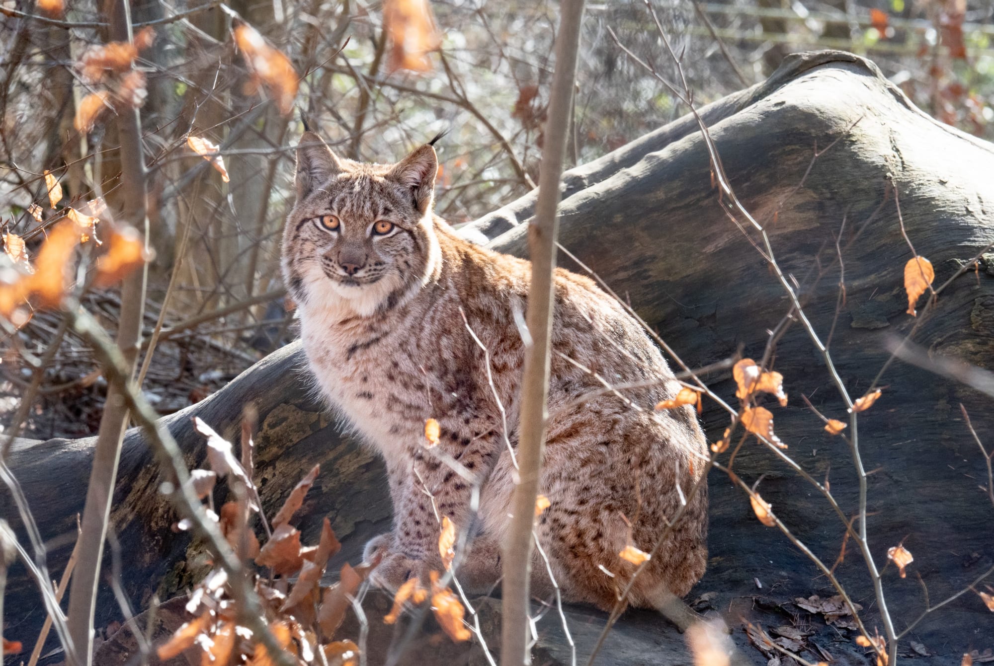 Junger Luchs sitzt auf einem Fels im Tierpark Bern