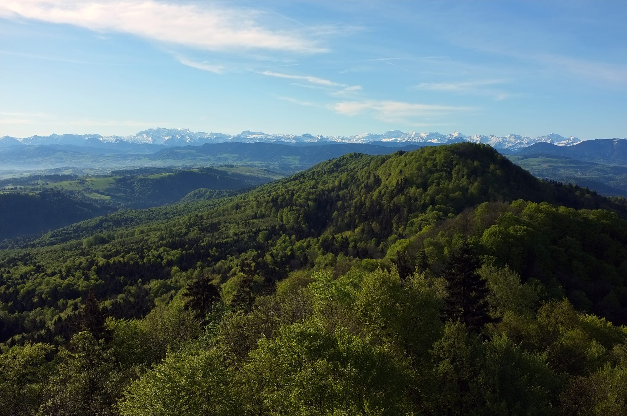 Waldlandschaft mit Bergpanorama im Hintergrund