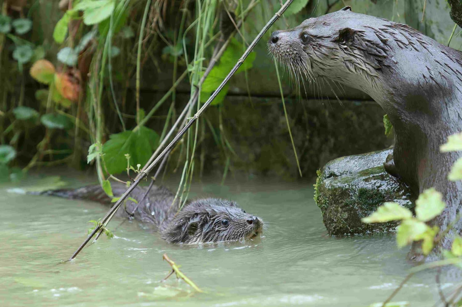 Fischotter mit Jungtier am und im Wasser
