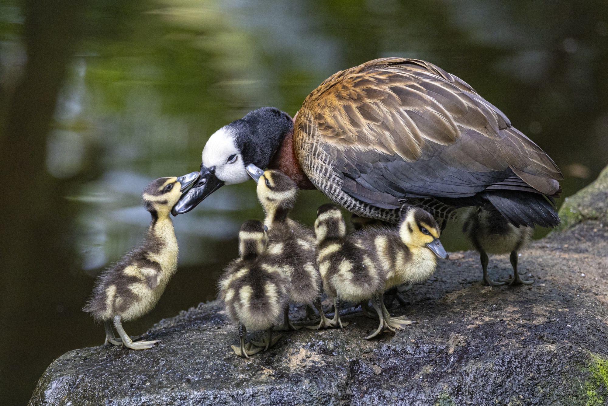 Witwenpfeifgans mit jungen Kücken stehen auf einem Stein