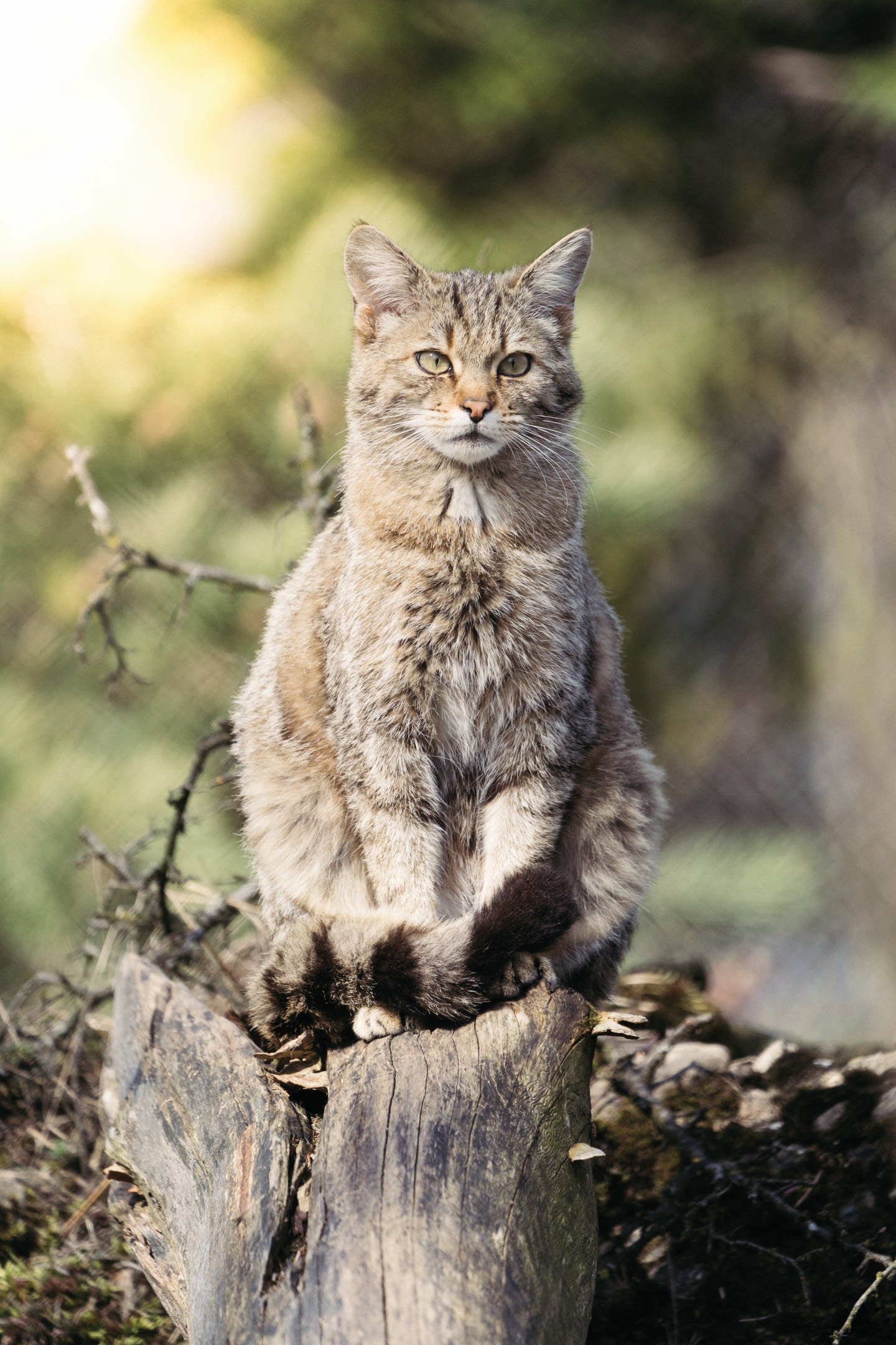 Wildkatze auf einem Baumstrunk