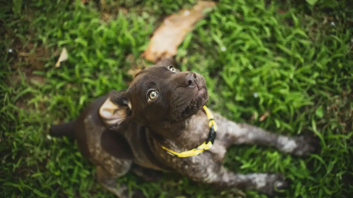 Anak anjing German Shorthaired Pointer muda yang melihat ke atas dengan ceria sambil duduk di atas rumput di luar ruangan.