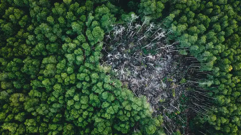 Rekaman drone yang menangkap hutan hijau subur yang mengelilingi area deforestasi yang berbeda, menyoroti dampak ekologisnya.