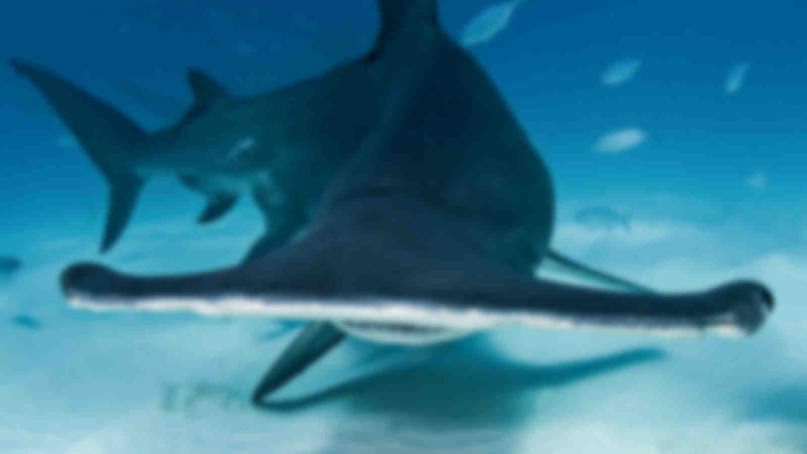 Bimini and Berry Islands