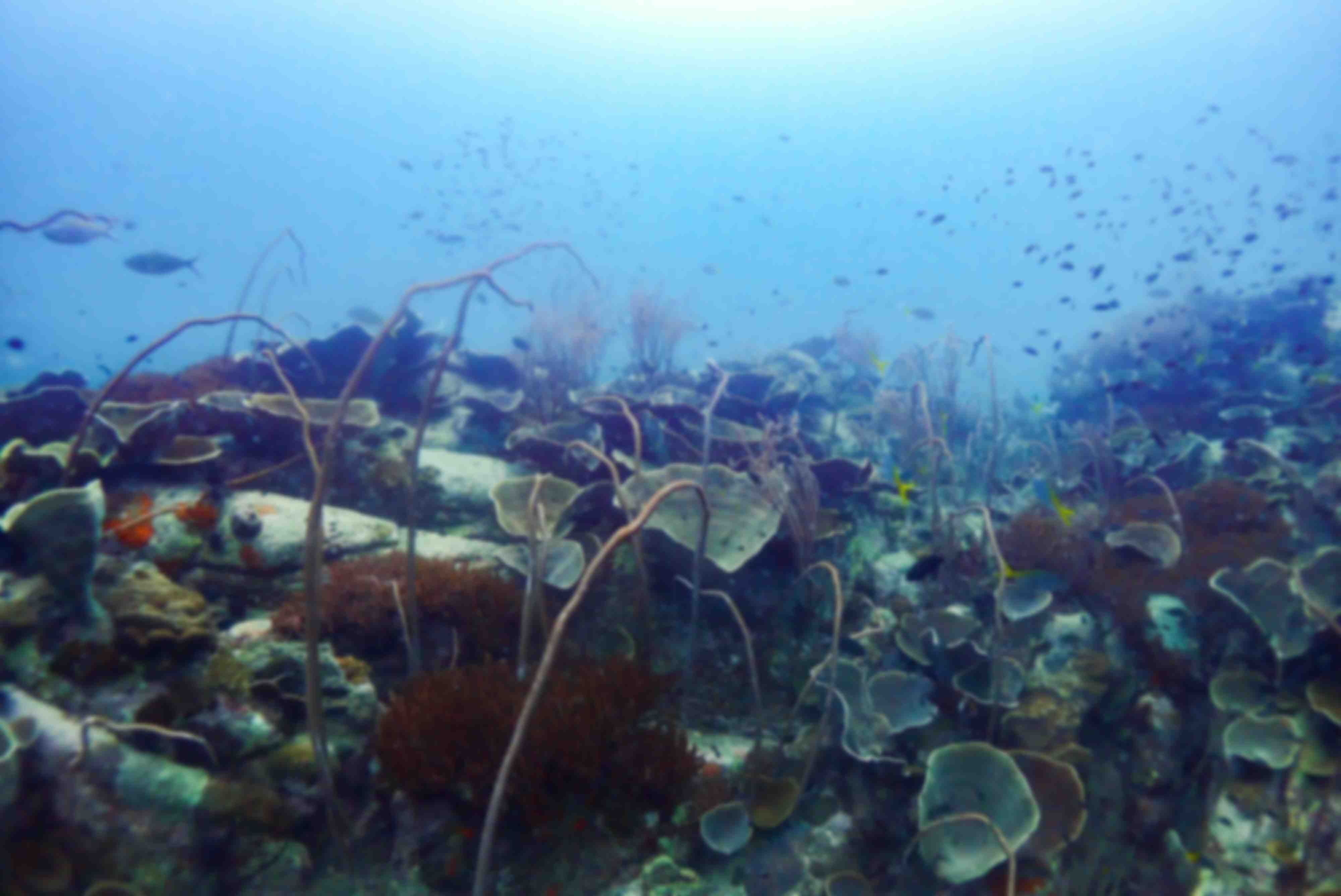 Aow Thai Marine Ecology Center (ATMEC)