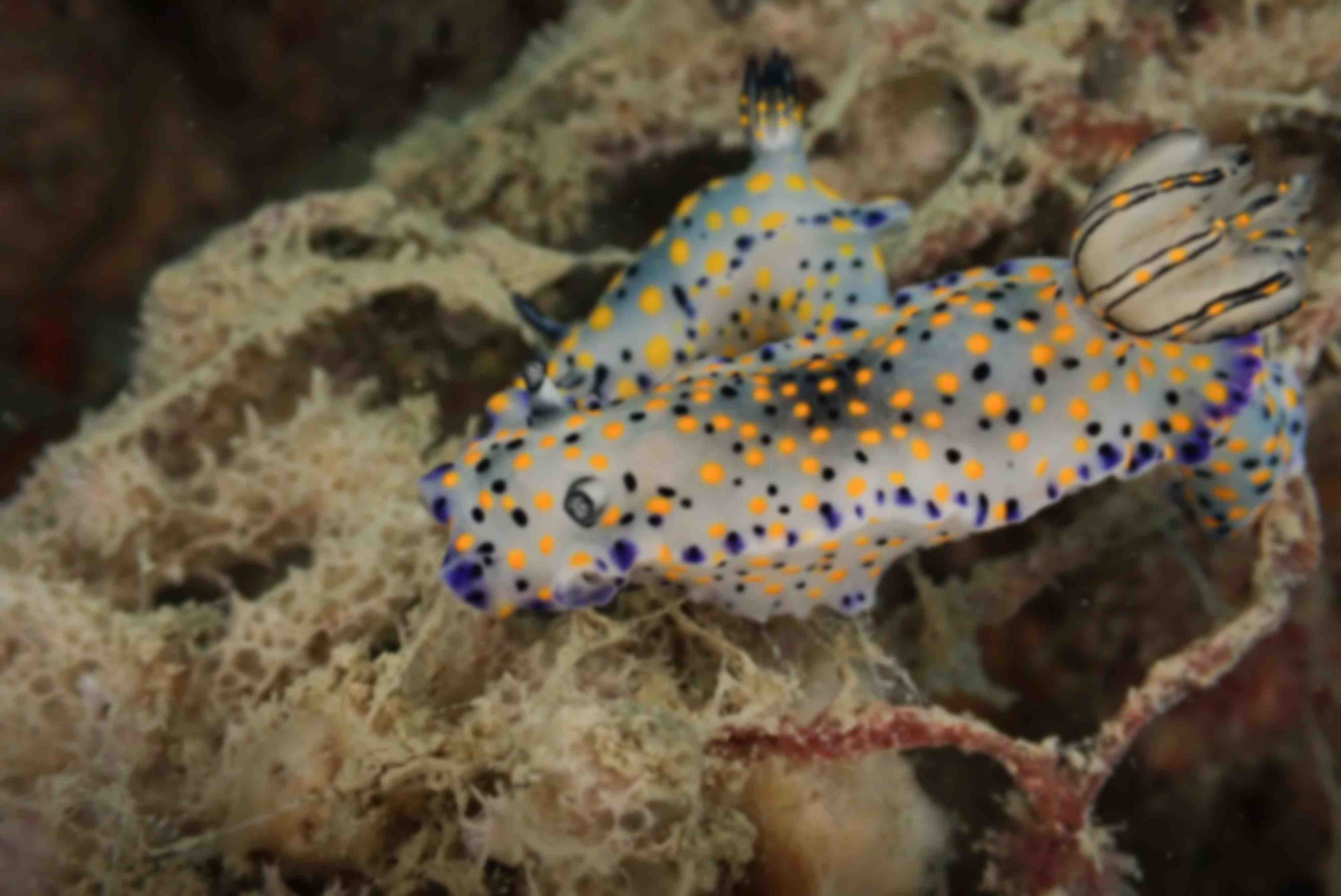 Aow Thai Marine Ecology Center (ATMEC)