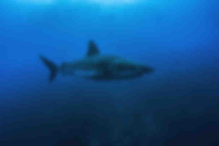 Galapagos Shark Diving