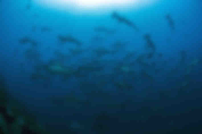 Galapagos Shark Diving