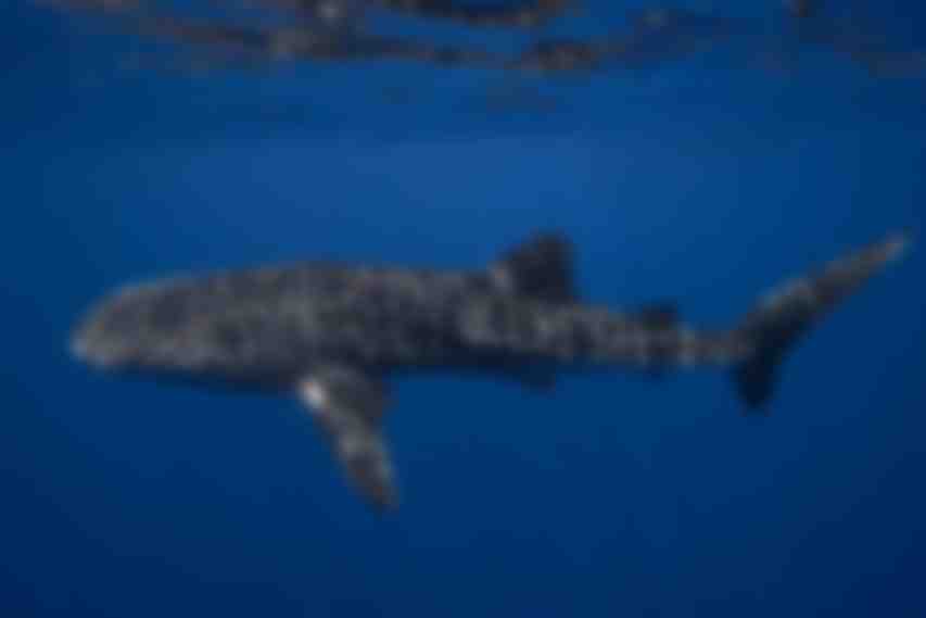 Maldives Whale Shark Research Programme | Ecoventure