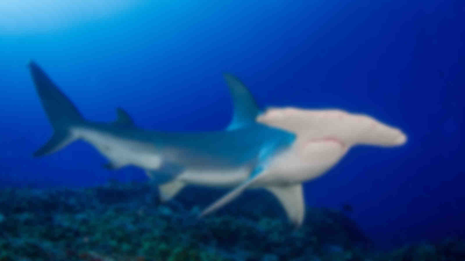 Rangiroa and Tikehau