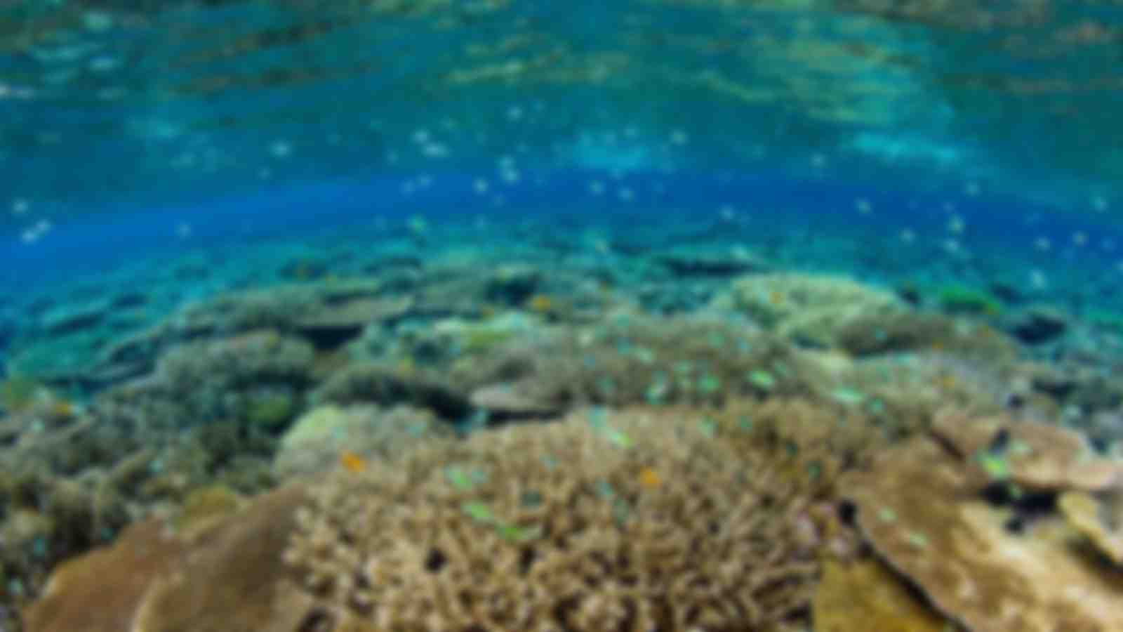 Sulawesi