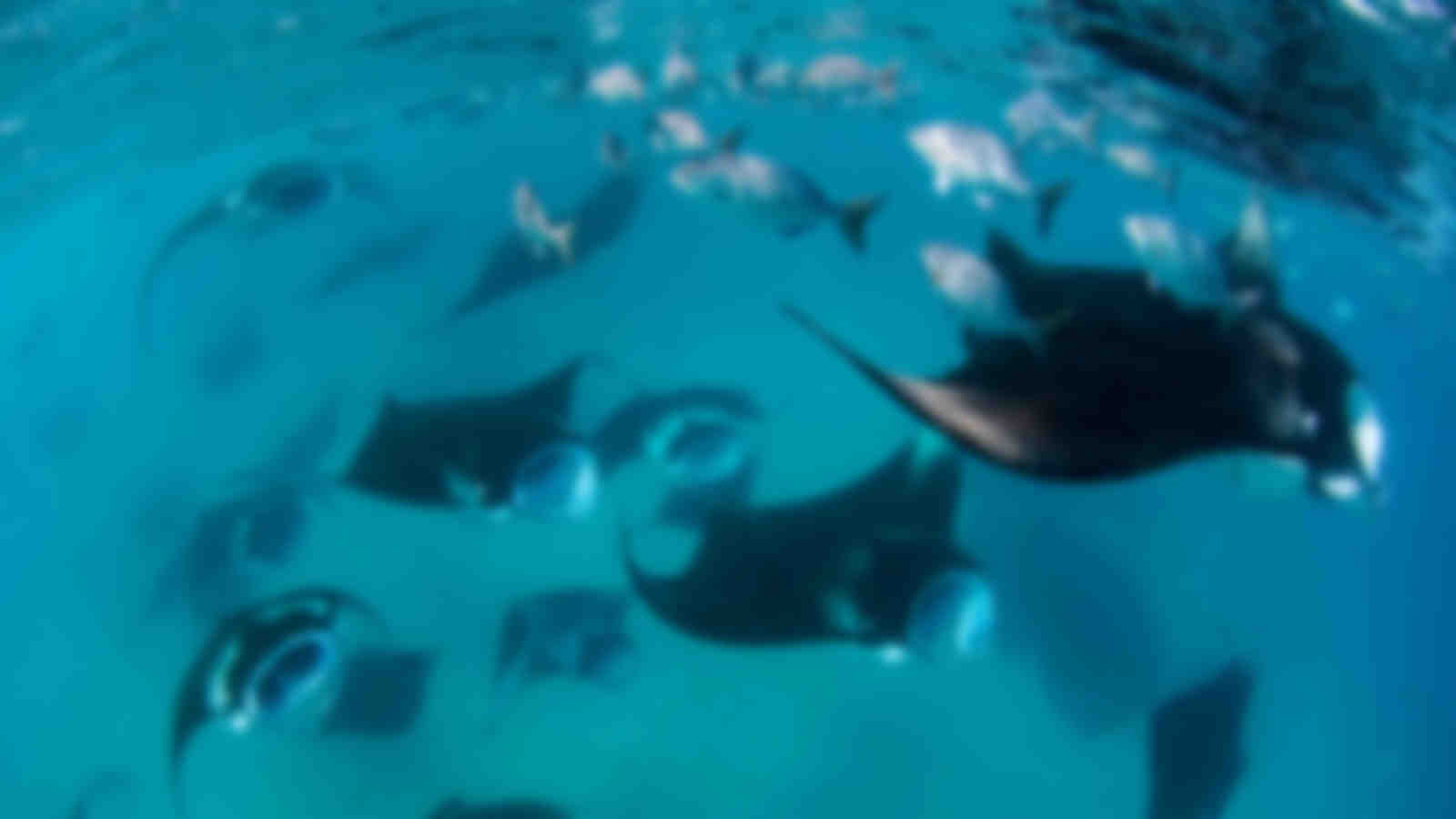 Baa Atoll