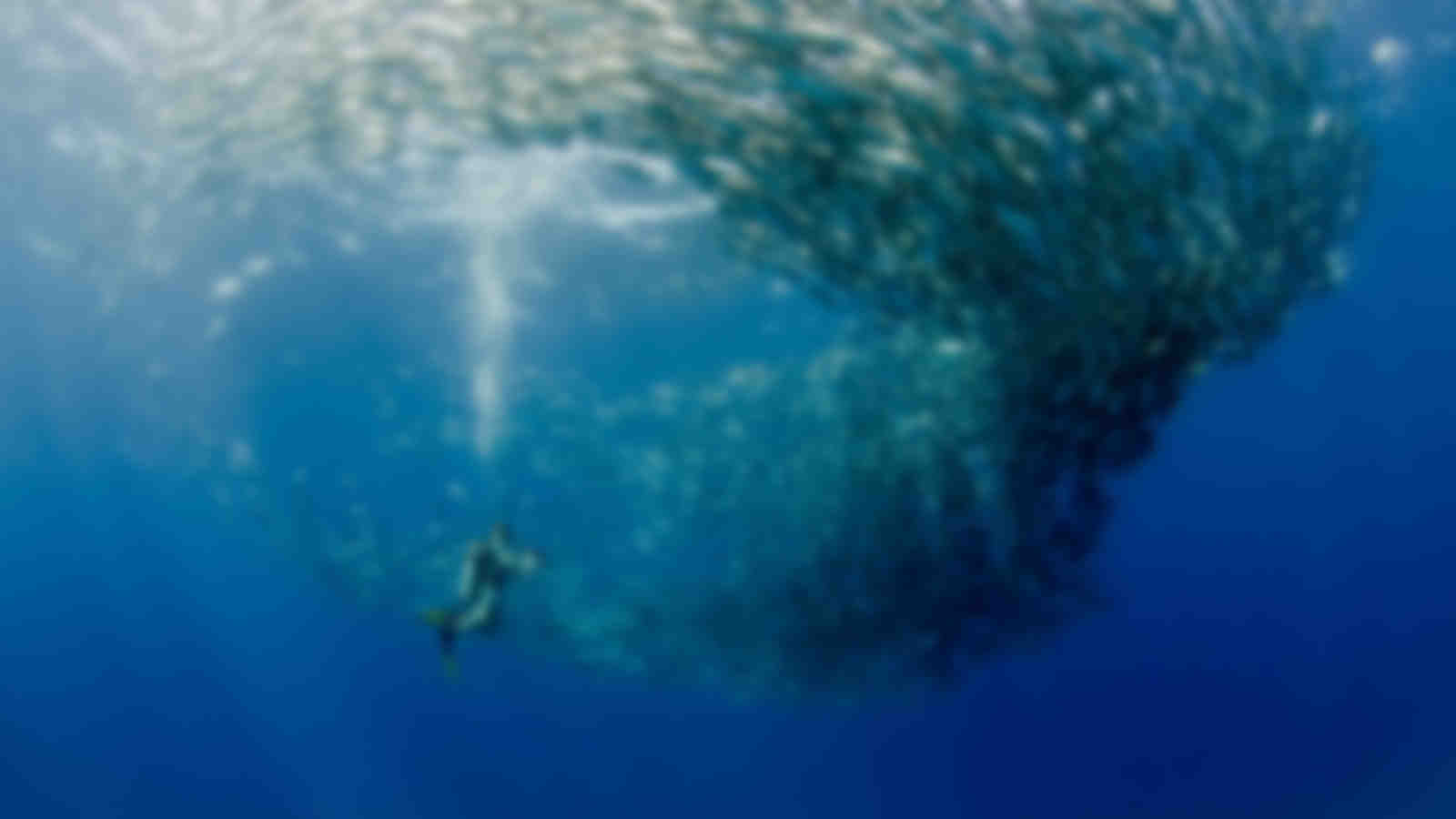 Cabo Pulmo