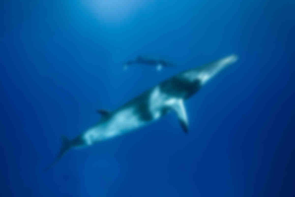 Book your next scuba diving holiday